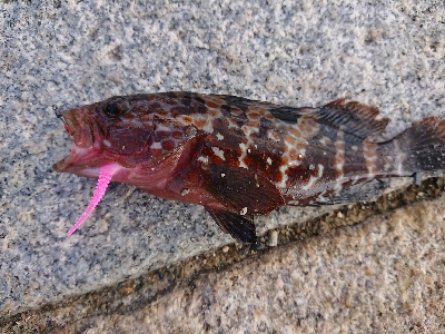 連休のエギング