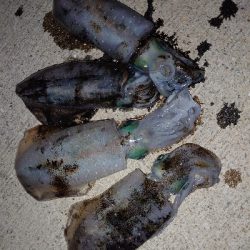 連休最初のアオリイカ