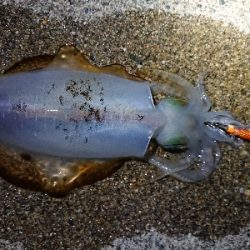 仕事終わりエギング