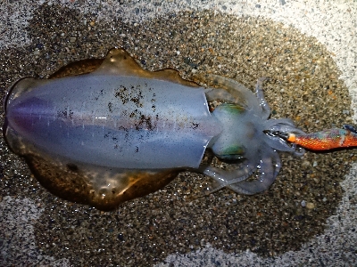 仕事終わりエギング