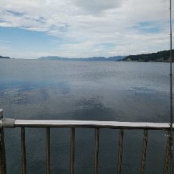 ちびサゴシ多数の報を受け