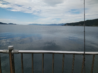 ちびサゴシ多数の報を受け