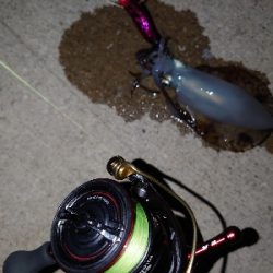 アジュールのアオリイカ、湧いてます