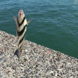 小潮で苦い釣果