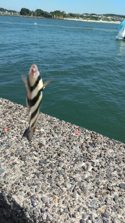 小潮で苦い釣果