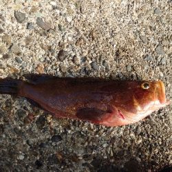 ジグに食ってきたのはアコウ