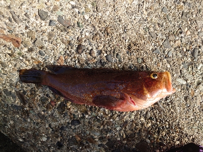 ジグに食ってきたのはアコウ