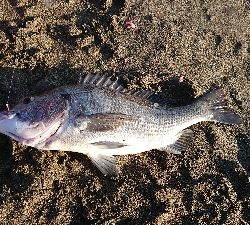 クロダイふぃーばー