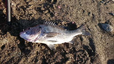 クロダイふぃーばー