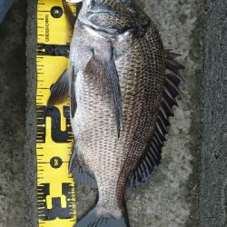 240cmのへち竿で。