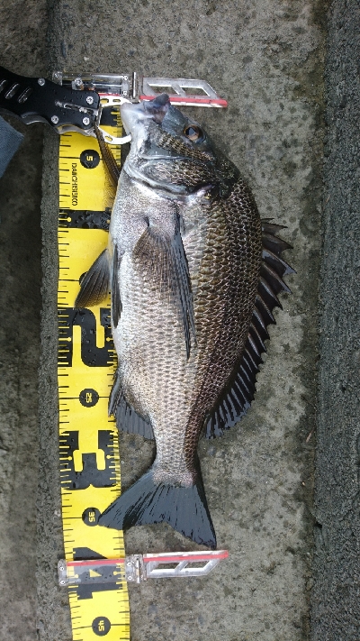 240cmのへち竿で。