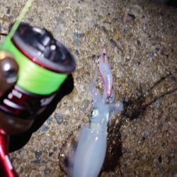 夜中から雨予報なので出動