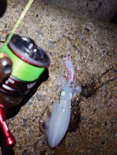 夜中から雨予報なので出動