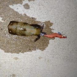 ちょいシブエギング