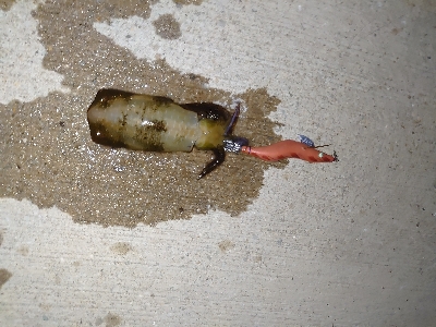 ちょいシブエギング