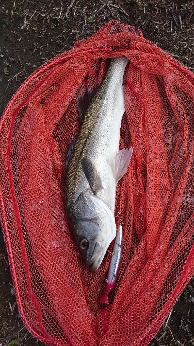 狙い通りのストリームデーモンフィッシュ