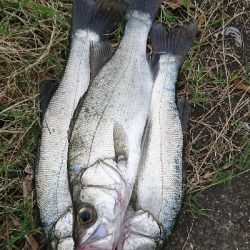 ヒラ爆ナブラ沸きまくり！