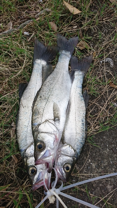 ヒラ爆ナブラ沸きまくり！