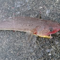 トップでネイゴ爆発