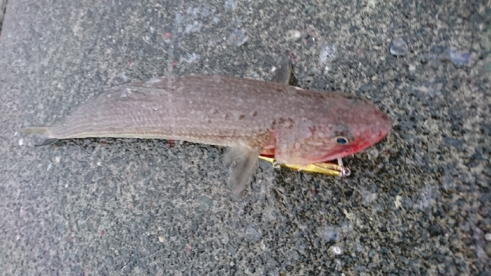 トップでネイゴ爆発