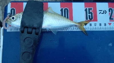 マルアジ乱舞、時々マアジ