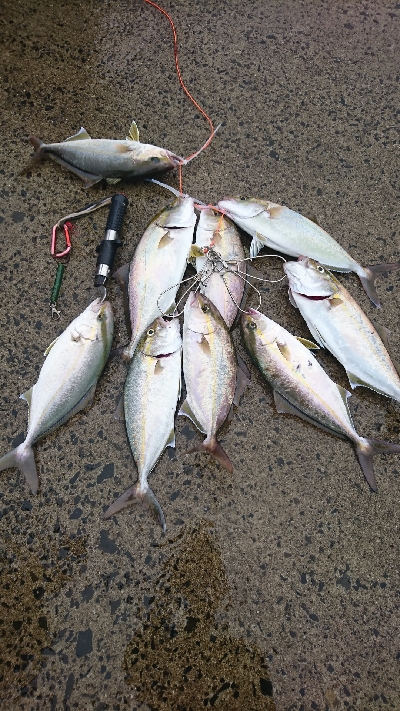 ネイゴのテンション爆上がり中