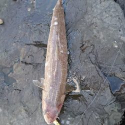 イワシの下には…