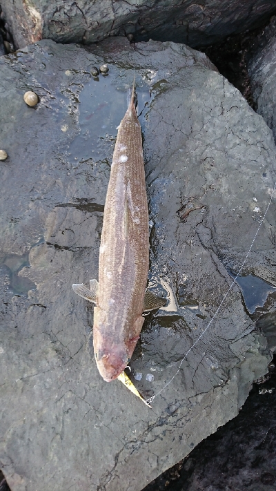 イワシの下には…