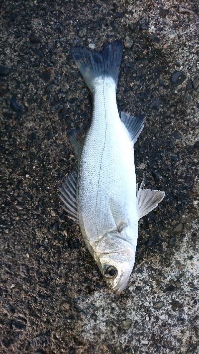 初秋のマゴチ祭り