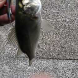 ネイゴより人の方が多いな！