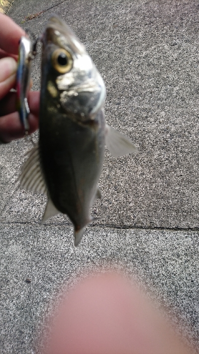 ネイゴより人の方が多いな！