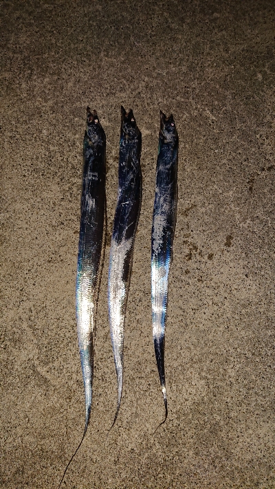 今シーズン 初！