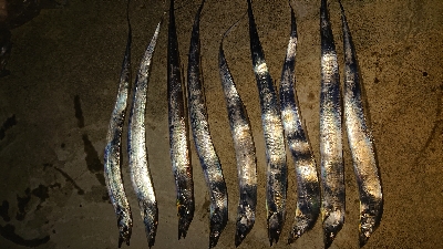 ツ抜けならず…。