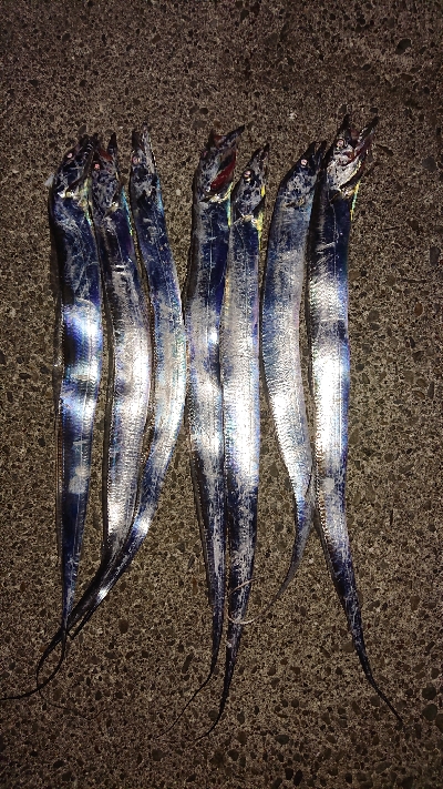 今日もタチウオ。