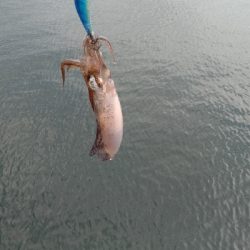 エギング釣行その50