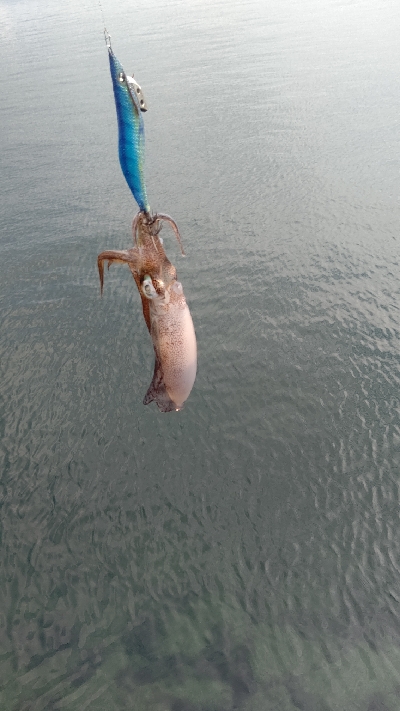 エギング釣行その50