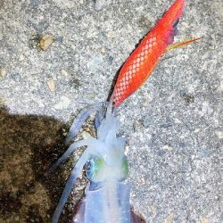 キジハタ、アオリイカ