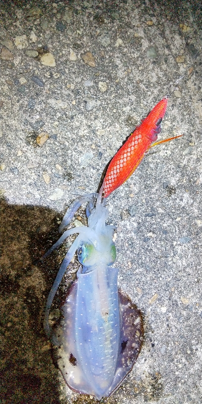 キジハタ、アオリイカ