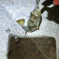 アオリイカ、草河豚