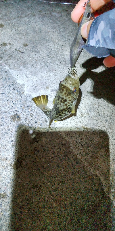 アオリイカ、草河豚