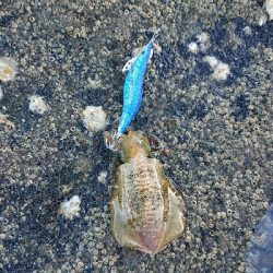 久しぶりの釣果❗