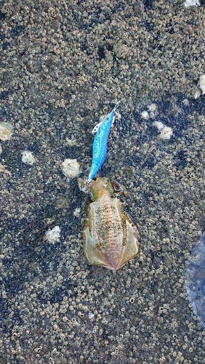 久しぶりの釣果❗