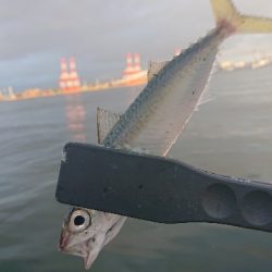 南港サバたまにガシ