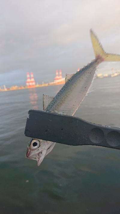 南港サバたまにガシ