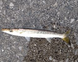 オオモンハタとカマス