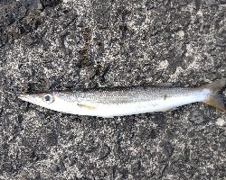 オオモンハタとカマス