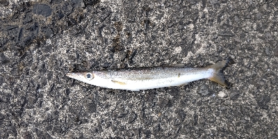 オオモンハタとカマス