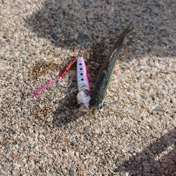 南港イワシング