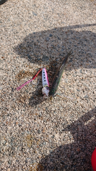 南港イワシング