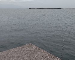 泳がせでネイゴ！